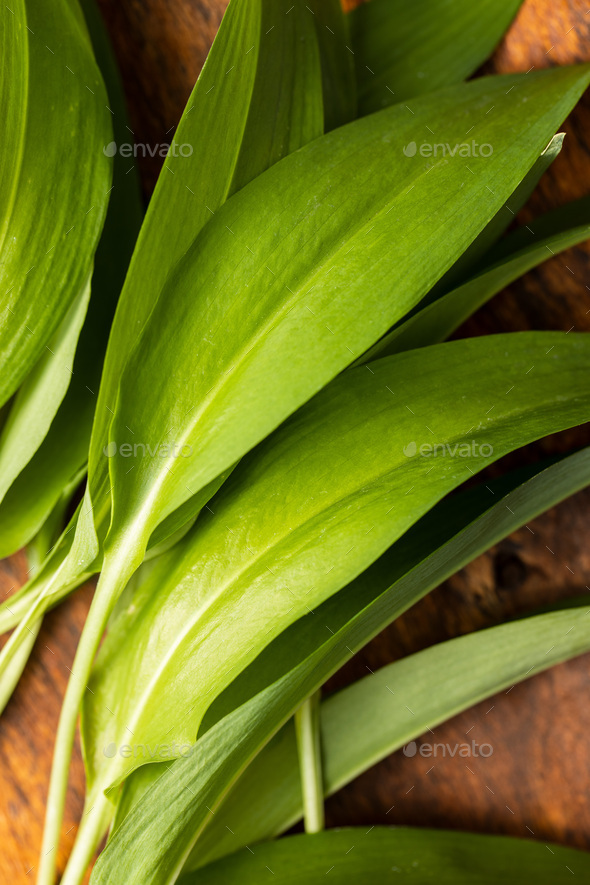 Green Wild Garlic Leaves Ramsons Leaves Stock Photo By Jirkaejc Photodune