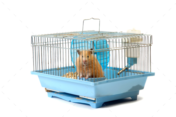 House mouse in cell on the white background - Stock Photo - Images