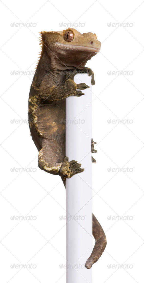 New Caledonian Crested Gecko, Rhacodactylus ciliatus climbing pole in front of white background - Stock Photo - Images