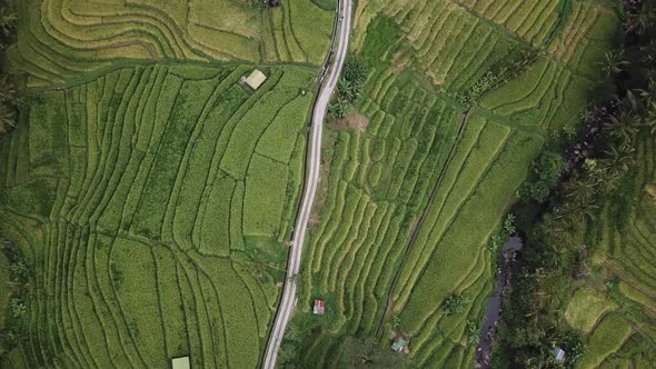 Road Between Rice Fields