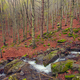 Landscape in spring beech forest - PhotoDune Item for Sale