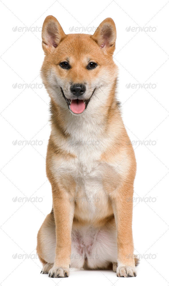 Shiba Inu, 6 Months Old, Sitting In Front Of White Background Stock Photo  By Lifeonwhite