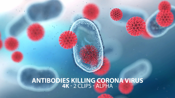 Antibodies Killing Coronavirus 4K
