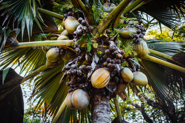 The Double Coconut: The World's Largest Seed Laidback, 49% OFF