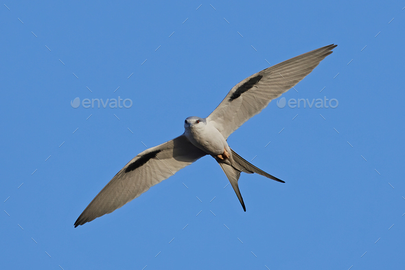 African swallow-tailed (Chelictinia riocourii) - Stock Photo - Images
