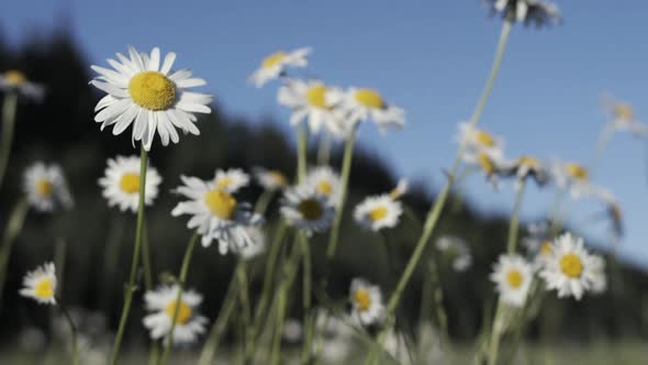 Close Up of Small Daisies with White Petals and Yellow Buds alt