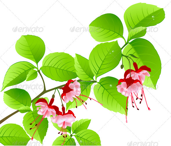 Green Flowering Branch of Tropical Tree - Flowers & Plants Nature