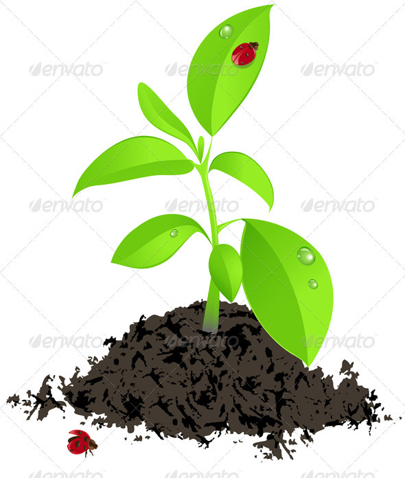Young Green Plant and Ladybird - Flowers & Plants Nature