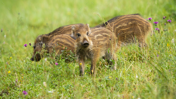 Group of cute wild boar piglets with brown stripes on green meadow in ...