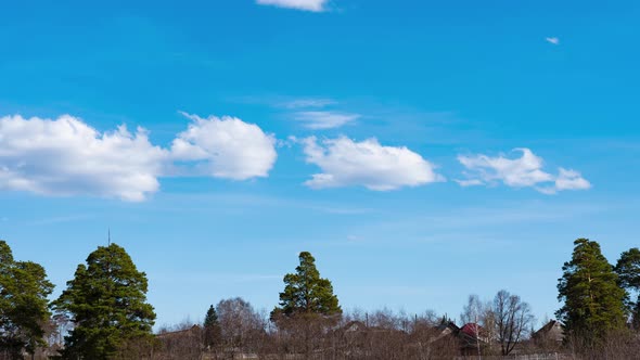 The Movement of White Clouds in the Blue Sky Over the Pine Trees in Early Spring alt