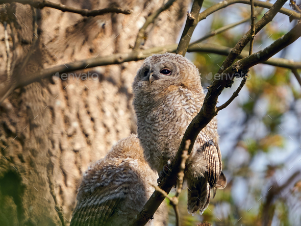 Tawny owl (Strix aluco) - Stock Photo - Images