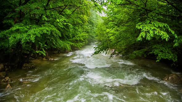 A Fast River in a Green Forest