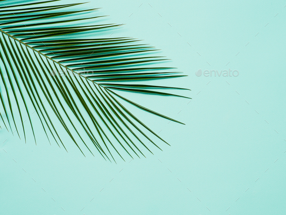 Palm leaves on pastel blue background, copy space Stock Photo by Fasci
