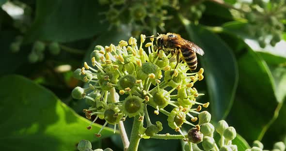 European Honey Bee, apis mellifera, Adult gathering pollen on Ivy's Flower, hedera helix, Normandy