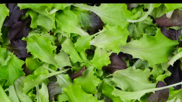 Rotation Background of Lettuce Leaves or Other Greenshealthy Food Concept