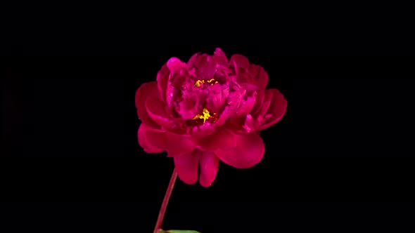 Time Lapse of Opening Beautiful Red Peony Flowers