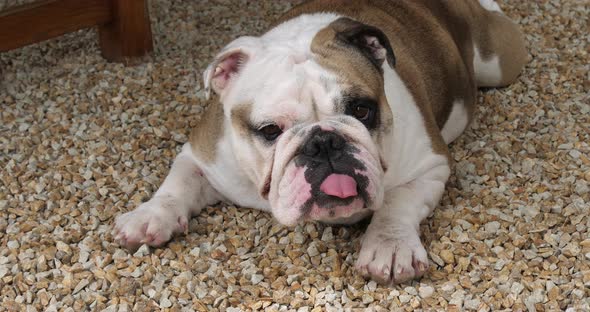 English Bulldog, English Bulldog, Female lying on the Terrace, Normandy, Slow Motion 4K alt