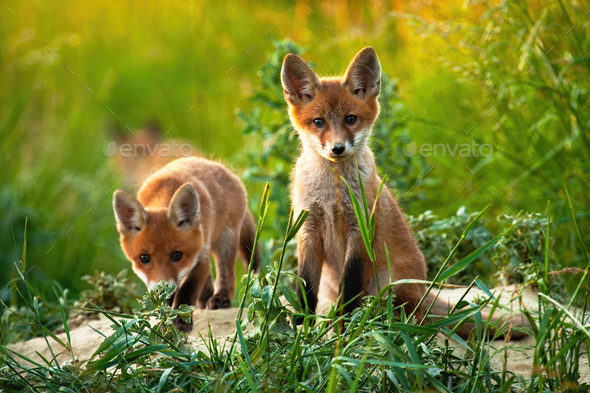 A Pair Of Adorable Cubs Of Red Fox Facing Camera In The Middle Of The Field Stock Photo By Wildmediask