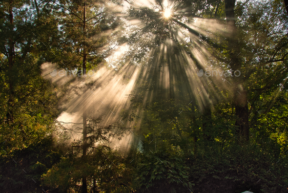 rays of sunlight through trees
