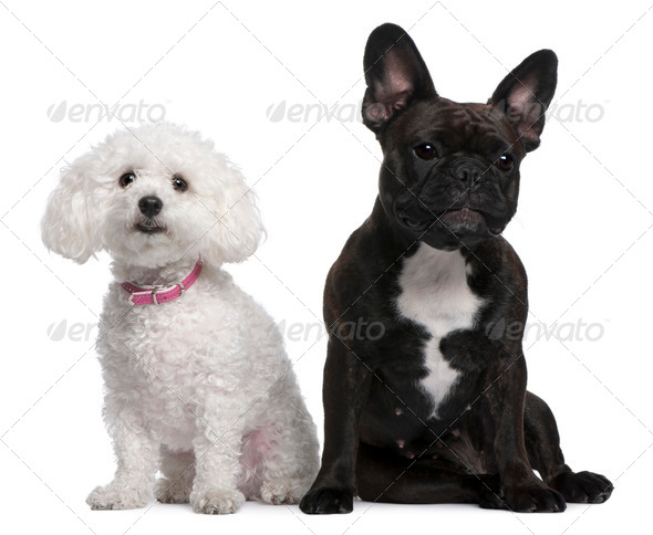 French Bulldog, 18 months old and Bichon Frise, 3 years old, sitting in front of white background - Stock Photo - Images