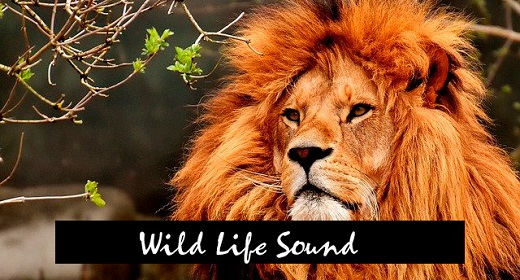 Wild life sounds