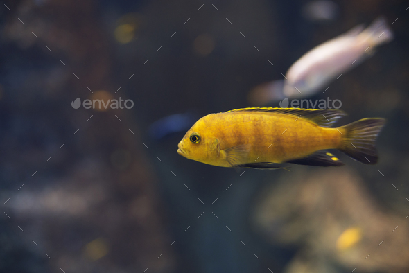 close up on yellow cichlid Labidochromis caeruleus Malawi fish - Stock Photo - Images