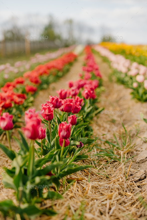 Fresh Red Purple Tulips Blooming on Field at Flower Plantation Farm in Netherlands - Stock Photo - Images