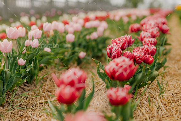 Beautiful Red Tulips Blooming on Field Agriculture - Stock Photo - Images