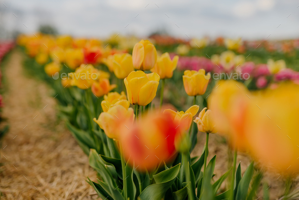 Beautiful Yellow Tulips Blooming on Field at Flower Plantation Farm in Netherlands - Stock Photo - Images