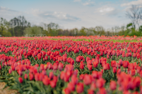 Beautiful Red Tulips Blooming on Field Agriculture - Stock Photo - Images