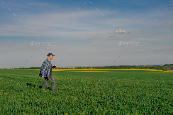 Modern Farmer Researcher Using Digital Tablet at Agricultural Field - Stock Photo - Images