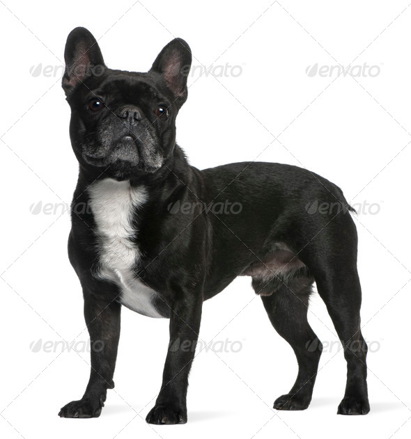 French Bulldog, 6 years old, standing in front of white background - Stock Photo - Images