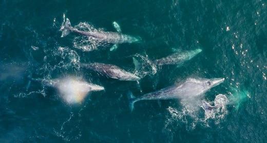 Whales migration