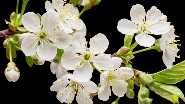 Time Lapse of Blooming Cherry Flowers