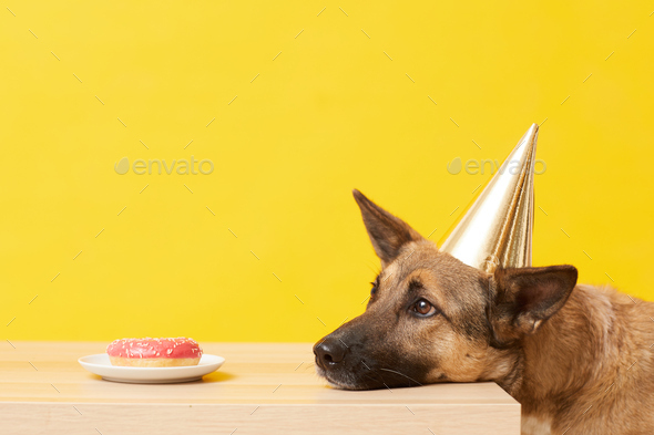 Birthday cake for dog