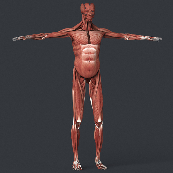 Male Muscular System - 3Docean 26574341