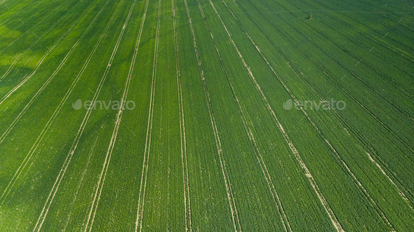 Green Fields at Early Spring Season in Agriculture Farming Industry. Aerial Drone view