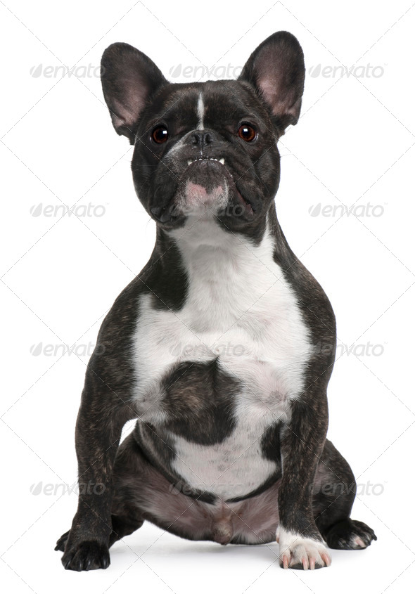 French Bulldog, 4 years old, sitting in front of white background - Stock Photo - Images
