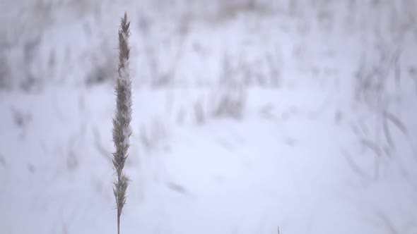 Winter in the Nature, One Grass and Snow on the Wind