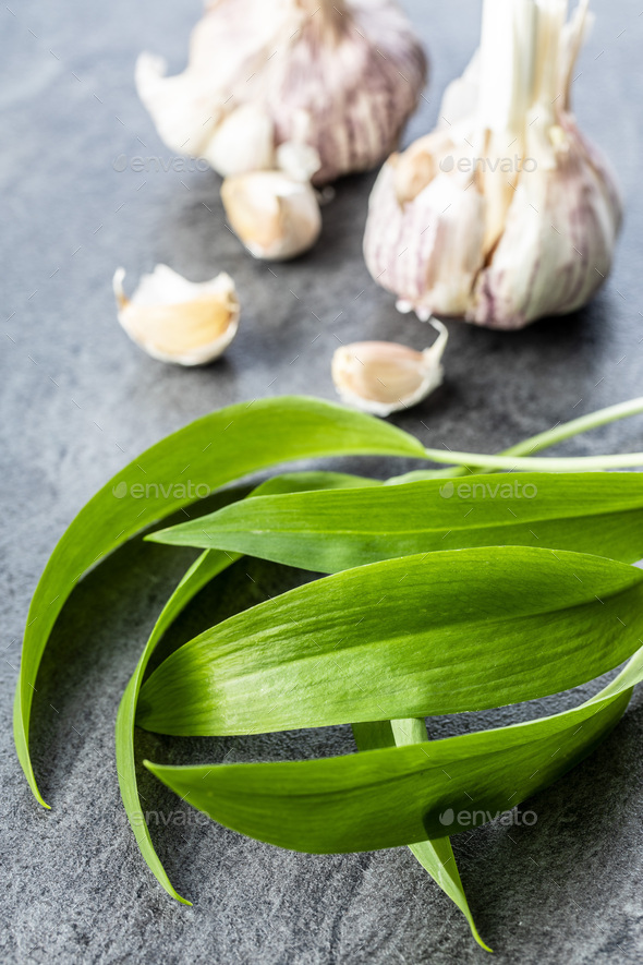 Green wild garlic leaves and garlic bulb. Ramsons leaves Stock
