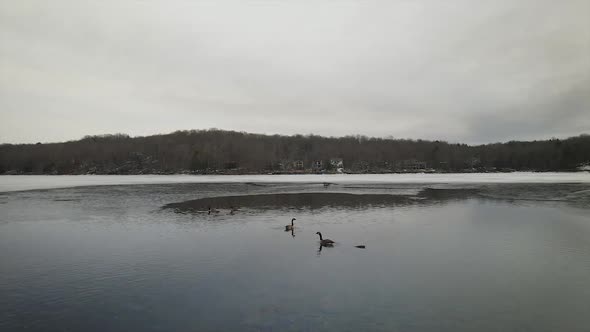 Drone flying above geese who are swimming in a frozen Mountain Lake alt