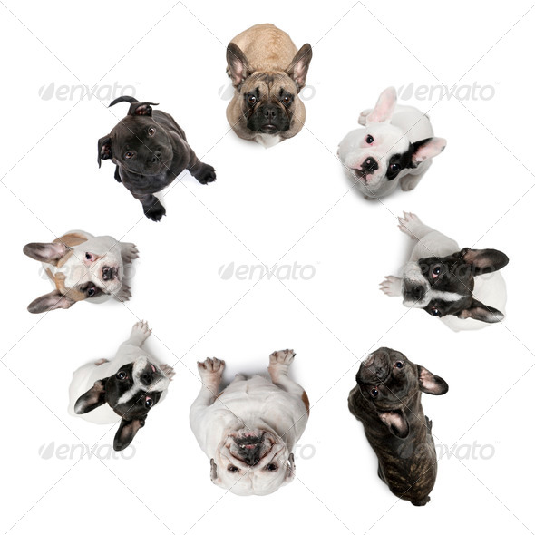 High angle view of Staffordshire Bull Terrier puppies, 2 months old, in front of white background - Stock Photo - Images