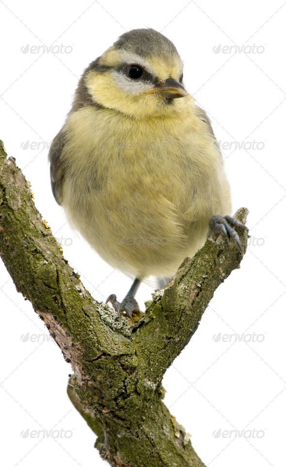 Young Blue Tit, Cyanistes caeruleus, 45 days old, perched in tree in front of white background - Stock Photo - Images