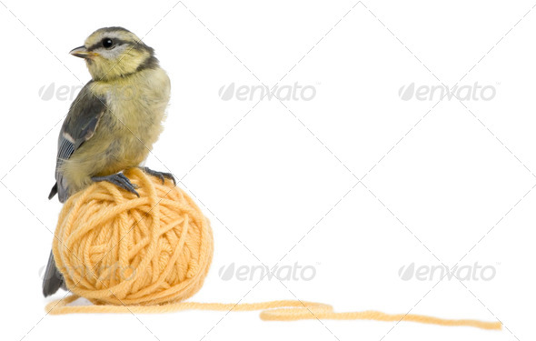 Young Blue Tit, Cyanistes caeruleus standing on ball of wool yarn in front of white background - Stock Photo - Images