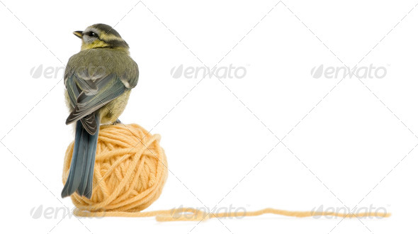 Young Blue Tit, Cyanistes caeruleus standing on ball of wool yarn in front of white background - Stock Photo - Images