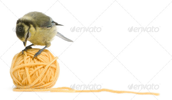 Young Blue Tit, Cyanistes caeruleus standing on ball of wool yarn in front of white background - Stock Photo - Images