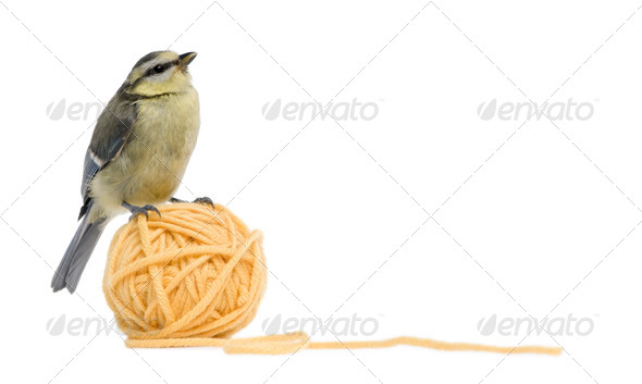 Young Blue Tit, Cyanistes caeruleus standing on ball of wool yarn in front of white background - Stock Photo - Images