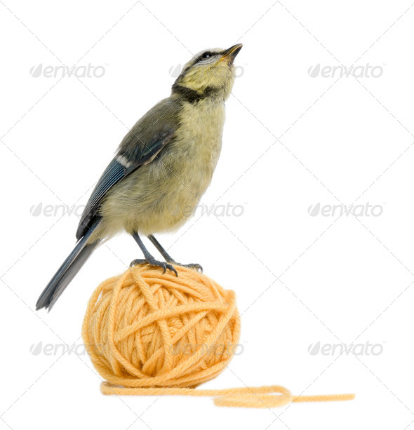 Young Blue Tit, Cyanistes caeruleus standing on ball of wool yarn in front of white background - Stock Photo - Images