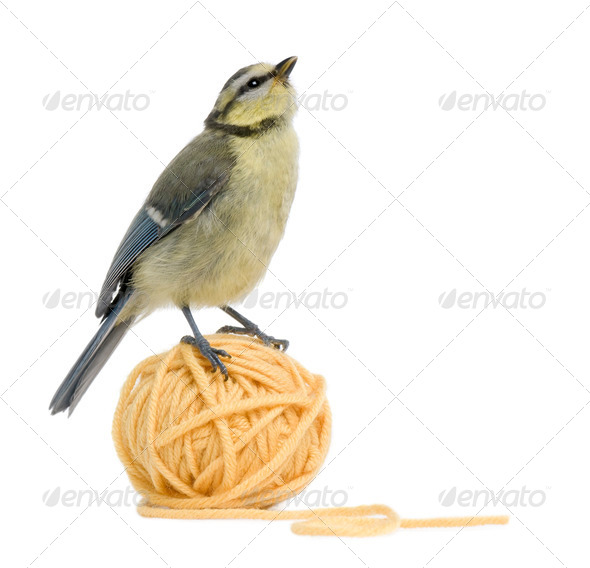 Young Blue Tit, Cyanistes caeruleus standing on ball of wool yarn in front of white background - Stock Photo - Images