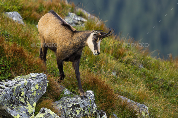 Energetic Tatra Chamois Descending Down The Slope With Rock And Green Grass Stock Photo By Wildmediask